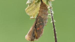 Aufwind2025 aktuell 25