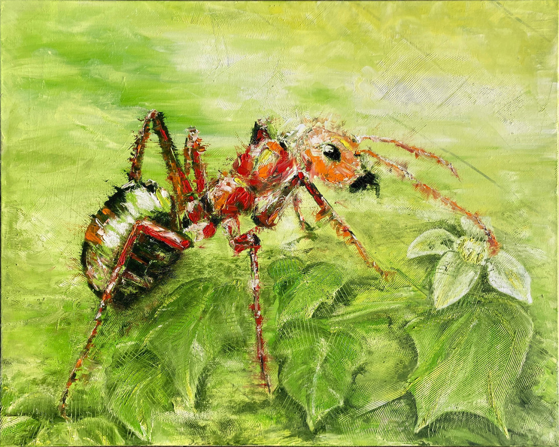 2025 Formica rufa Alexa Binnewies 1500x1200px
